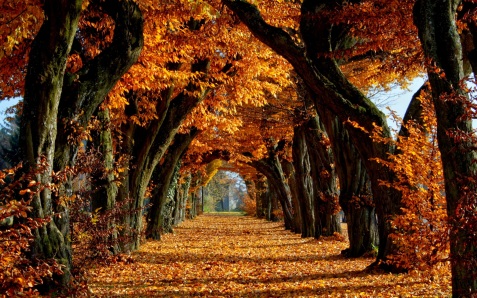 Autumn Leaves.jpg